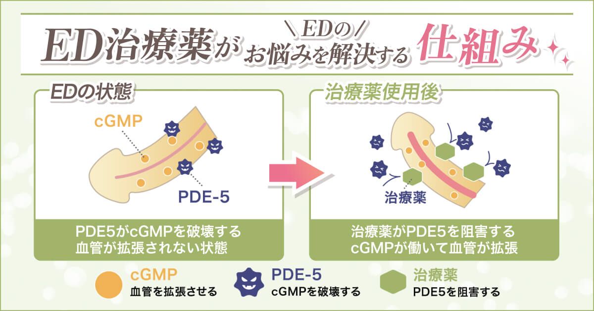 ED治療薬がEDのお悩みを解決する仕組み