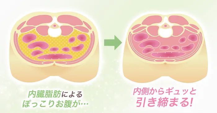 内臓脂肪